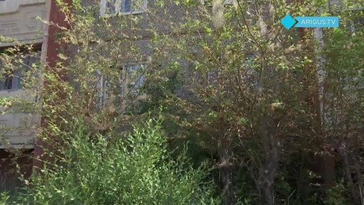 Вредители или равнодушие? Почему деревья погибают в Улан-Удэ