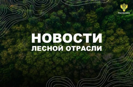 ТАСС: В Бурятии в условиях режима ЧС потушили свыше 250 лесных пожаров