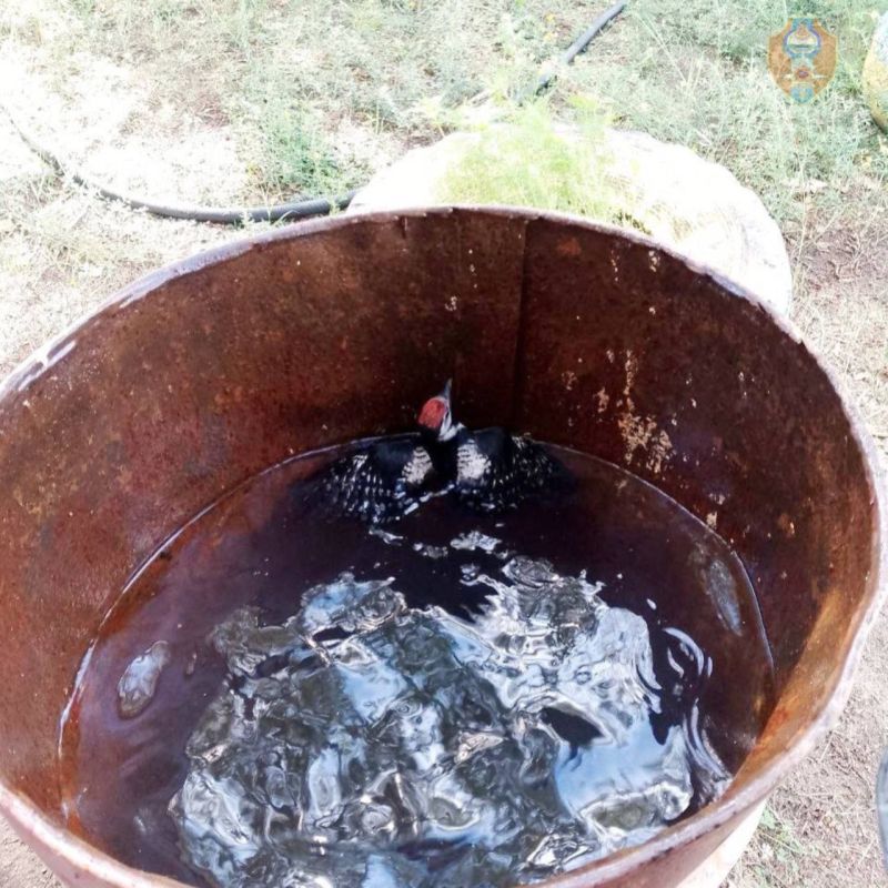 В Курумканском районе пожарные спасли дятла