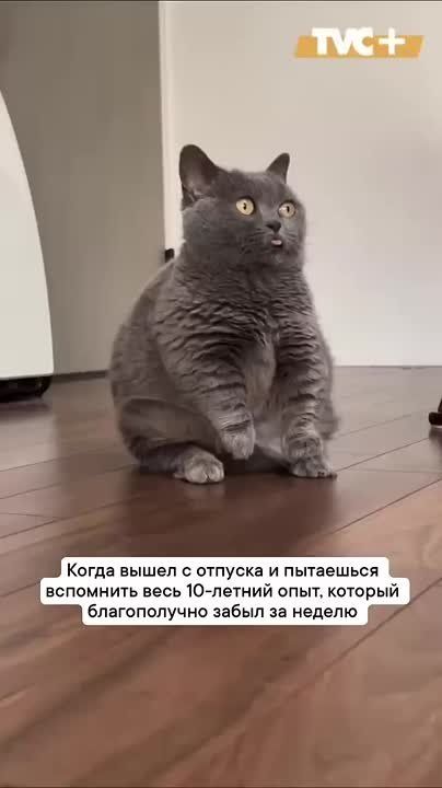  !.                (1954),   ,      (1965),   ...