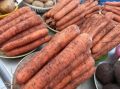 Почему морковь гниет в погребе? Популярный совет оказался бесполезным
