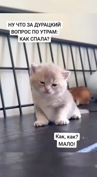  !.     ,   Maks