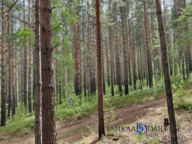 В Бурятии спасатели нашли потерявшегося в лесу мужчину