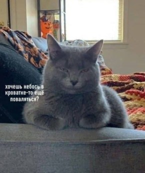  ). 17   :  ,   , 