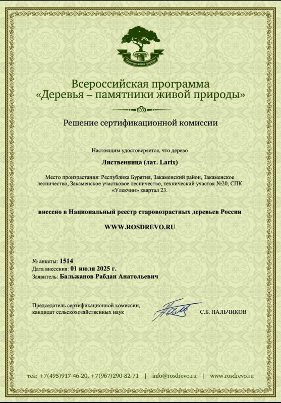 В республиканском агентстве лесного хозяйства рассказали об уникальном дереве, растущем в Закаменском районе