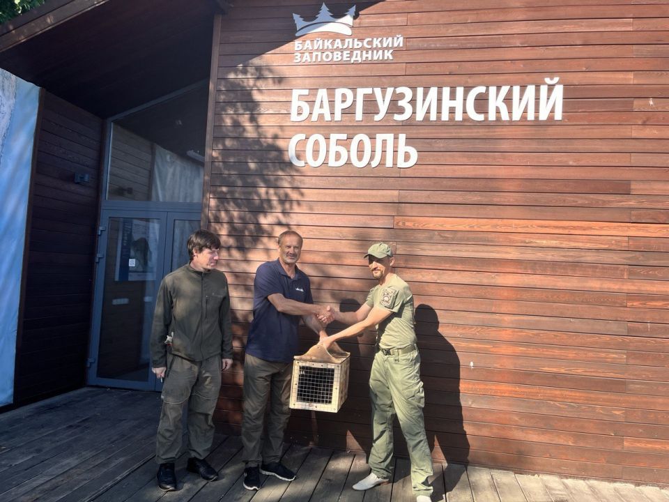 Соболёнок, родившийся в вольерном комплексе в Байкальском заповеднике, переехал в Тункинский нацпарк
