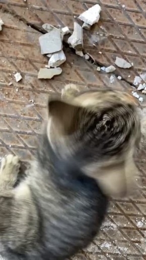 #АТВпишут Очаровательный и озорной котенок в поисках своего дома!