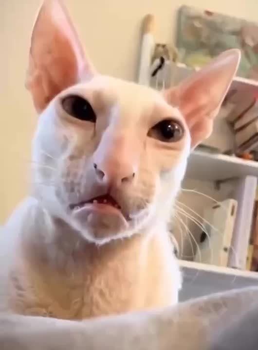  ,   -   ,    