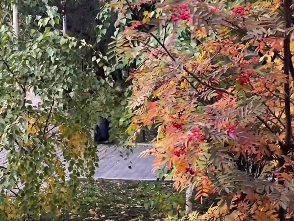 Доброе утро, Улан-Удэ!. Осень раскрасила наш город в самые яркие краски