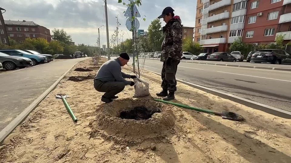 В Улан-Удэ высажено более 1,5 тыс деревьев и кустарников