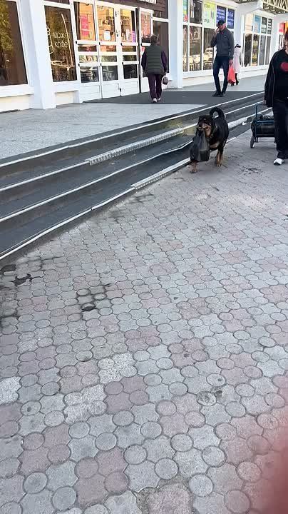 на Элеваторе. лучшие друзья человека