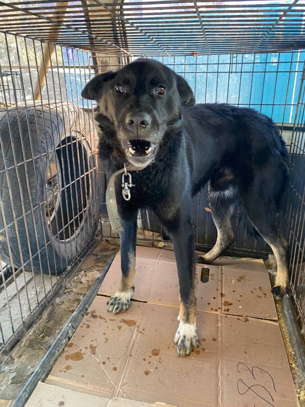 В Заиграевском районе Бурятии поймали бездомную собаку, которая покусала 83-летнюю женщину