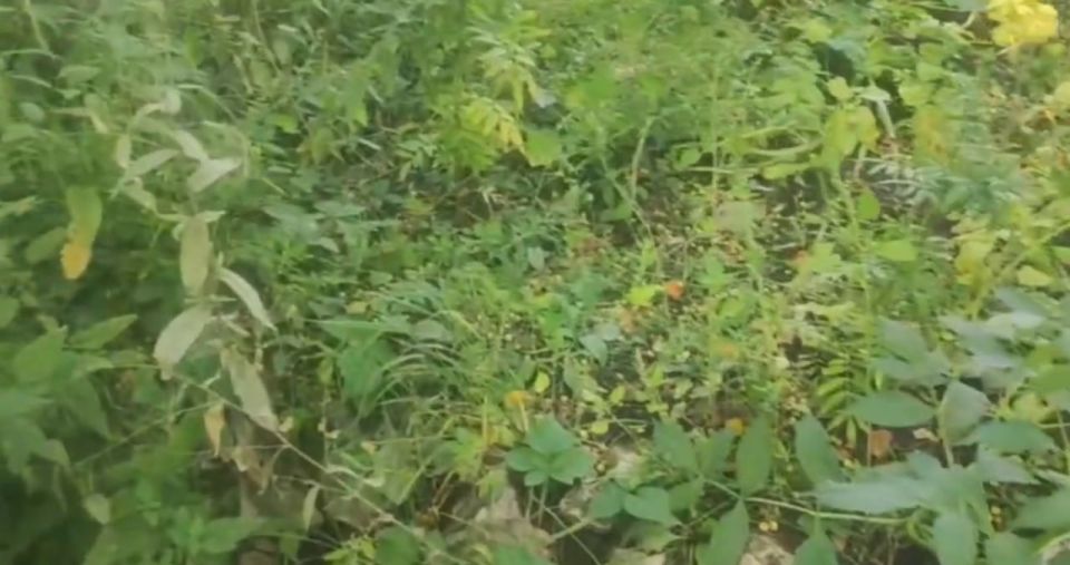 Пенсионерка из Бурятии пожаловалась Путину на раскуроченный огород