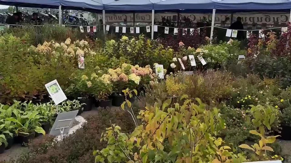 В Улан-Удэ продолжает свою работу масштабная ярмарка районированных   саженцев из Иркутского плодопитомника