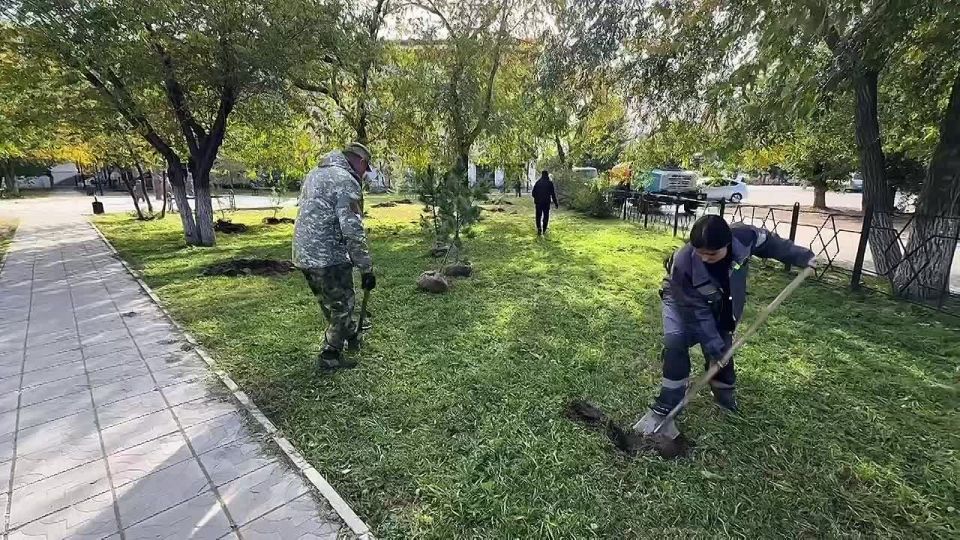 Улан-Удэ становится зеленее: новые деревья в сквере «Три медведя»
