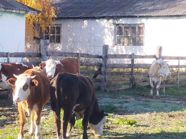 Блудных коровушек угнали на «штрафстоянку»