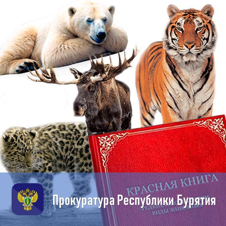 Уголовная ответственность за незаконную добычу и оборот особо ценных диких животных (статья 258.1 УК РФ)