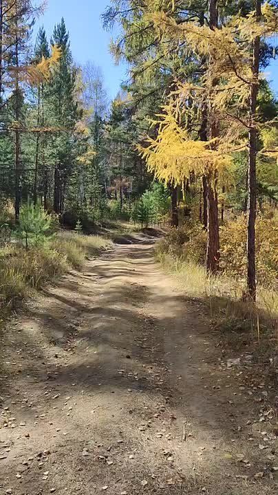 #АТВпишут ну вот абсолютно любой лес в Бурятии