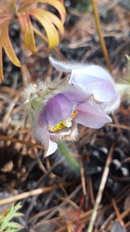 #АТВпишут В Верхнем Саянтуе подснежники расцвели