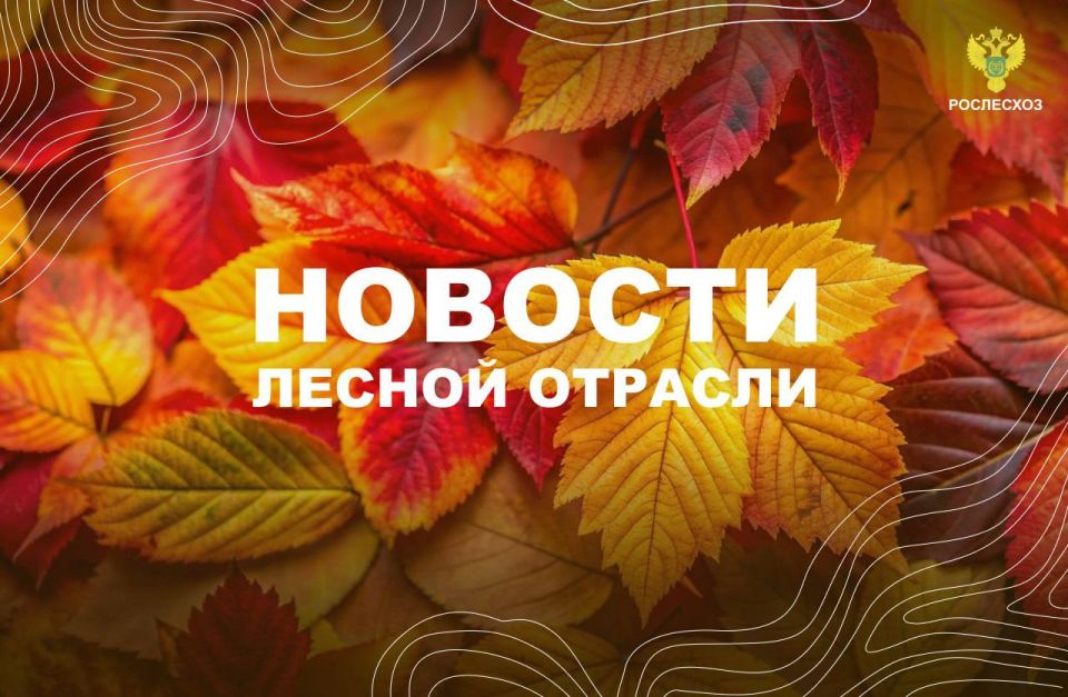РИА Новости: В Рослесхозе рассказали, как привезти дрова из леса без нарушения закона
