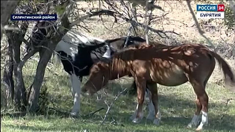 После службы ветеран боевых действий Мэргэн Ринчинов вернулся на малую родину