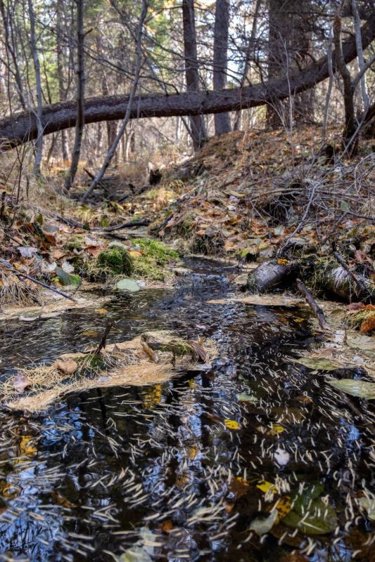 Провожаем уходящий день, думаем о хорошем Спокойной ночи, приятных сновидений Фото: Андрей Ильков