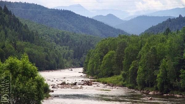 В заказнике Бурятии страшно разревелись изюбри