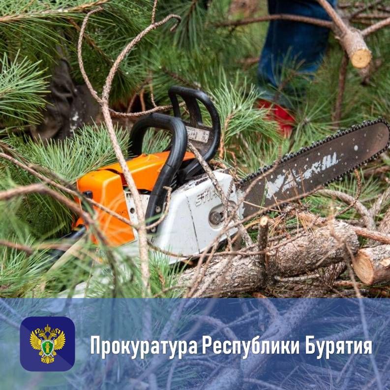 Прокуратурой поддержано государственное обвинение по уголовному делу о незаконной рубке лесных насаждений в особо крупном размере