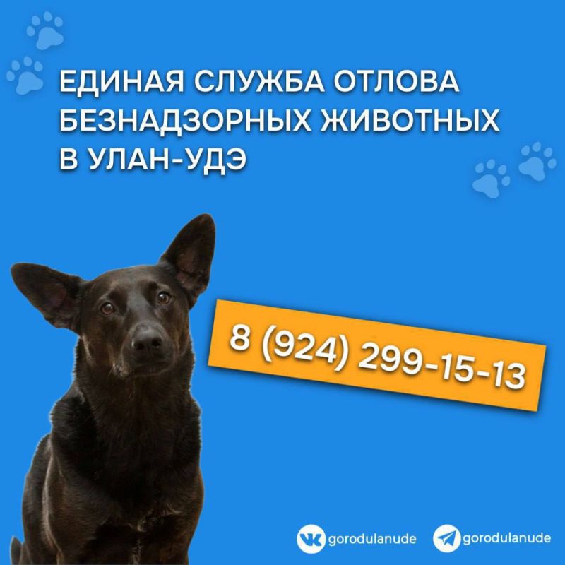 По отлову собак обращайтесь: