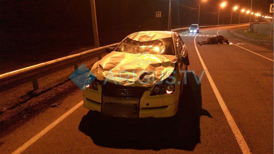 «Тойота» сбила лошадь в Тункинском районе