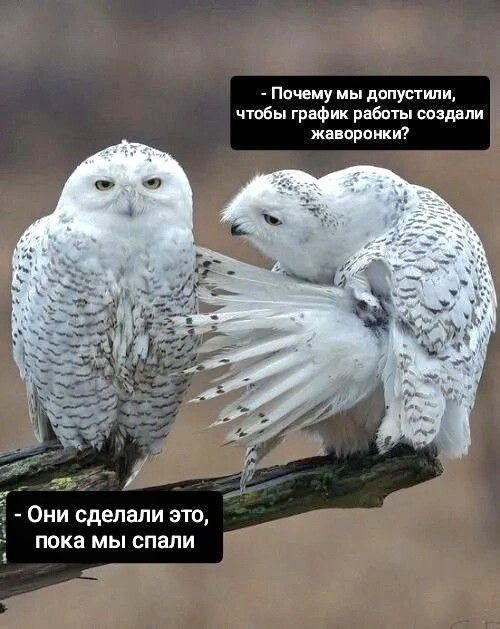  ).  :  ,      ,     