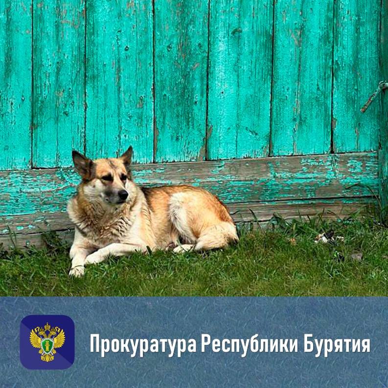 В Джидинском районе в пользу ребенка взыскали компенсацию морального вреда