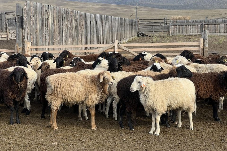 В Бурятию завезли 100 баранов-производителей калмыцкой породы для улучшения местного поголовья овец
