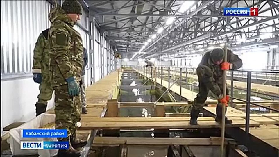 Большереченский рыбоводный завод готов увеличить мощности в два раза