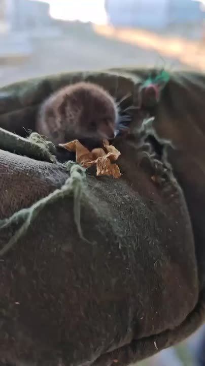 #атвпишут Скажите, пожалуйста, это крот ? Племянник нашел во дворе