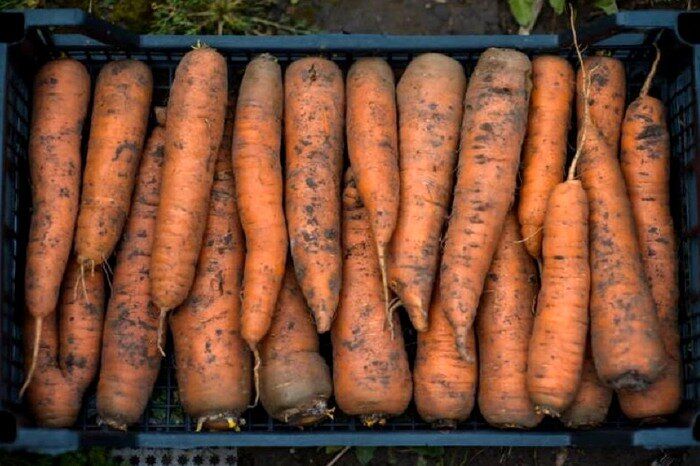 Споры о хранении моркови: советы и методы, которые работают