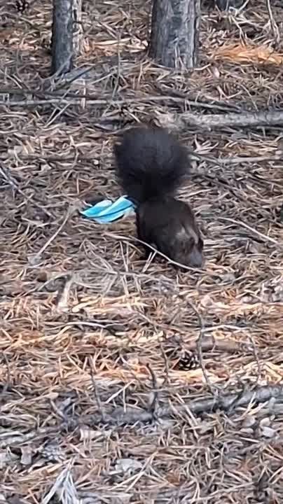 Очаровательная гостья пришла в гости к лесникам на севере Бурятии