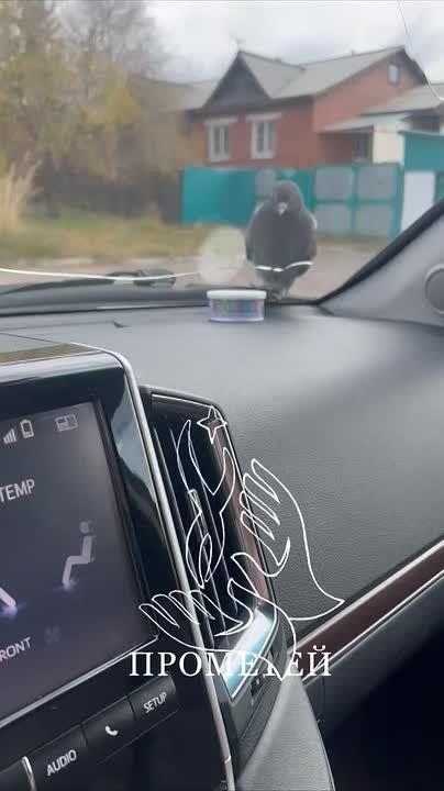 В сети обсуждают историю с голубем на капоте, рассказанную Оксаной Герасименко