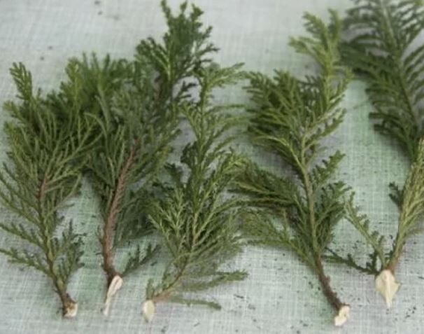 Искусство размножения хвойных: секреты успешного черенкования