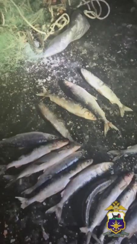 Двое жителей Северо-Байкальского района незаконно добывали омуль в период нереста запрещенными орудиями лова