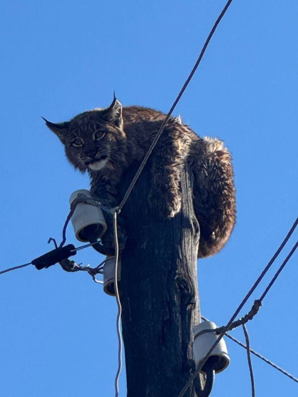 Кошечку пришлось снимать со столба в поселке Забайкалья