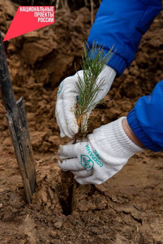 Лесники Бурятии высадили свыше 20 миллионов молодых сосен