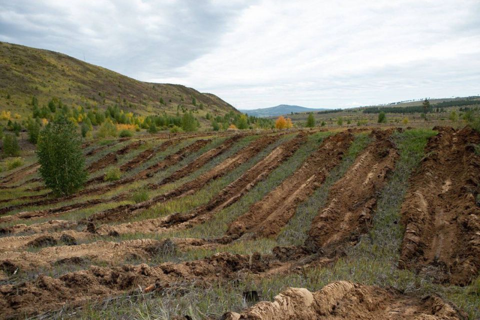 Лесники Бурятии высадили свыше 20 млн молодых сосен