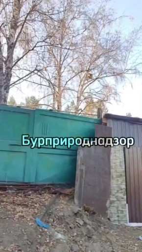 Жителей кяхтинского поселка Наушки навестил рысёнок