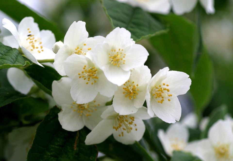 Неприхотливый чубушник: оазис зелени и аромата