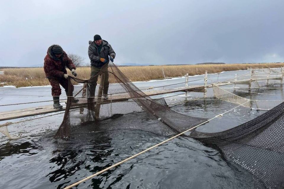 На нерестовых реках Бурятии отмечают снижение численности омуля из-за "демографической ямы"