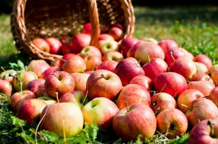 Разрушая мифы: действительно ли нуждается почва в улучшении?