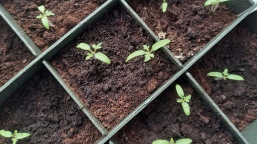 Как справиться с вытянувшейся рассадой томатов: практические советы для огородников