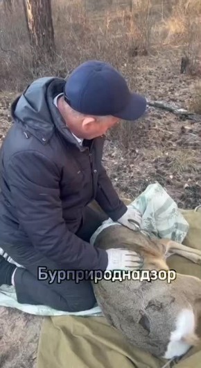 Спасли косулю. Замруководителя Бурприроднадзора Михаил Климентьев оперативно выехал в школу № 55 в посёлке Забайкальский в Улан-Удэ, откуда поступило сообщение о косуле