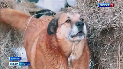 Свыше тысячи питомцев приюта "Ананда" нуждаются в помощи